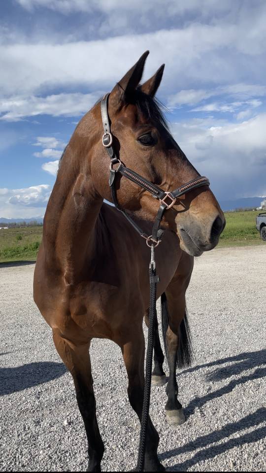 Cavalla da salto di 12 anni