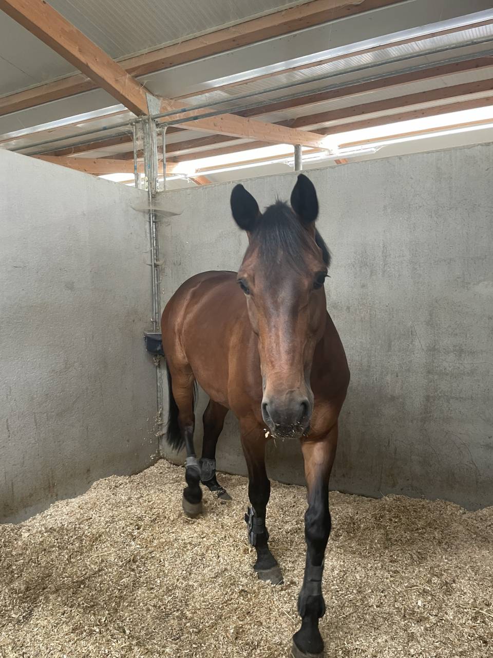 Cavalla da salto di 12 anni