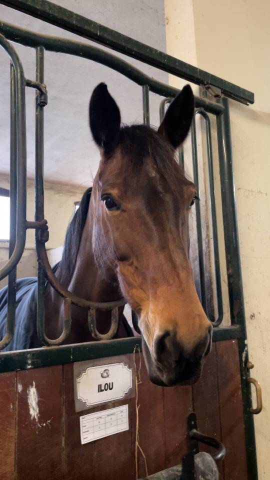 Cavalla da salto di 12 anni