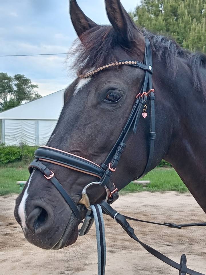 Cavalla da dressage in vendita