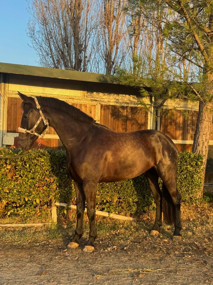 Cavalla da dressage in vendita