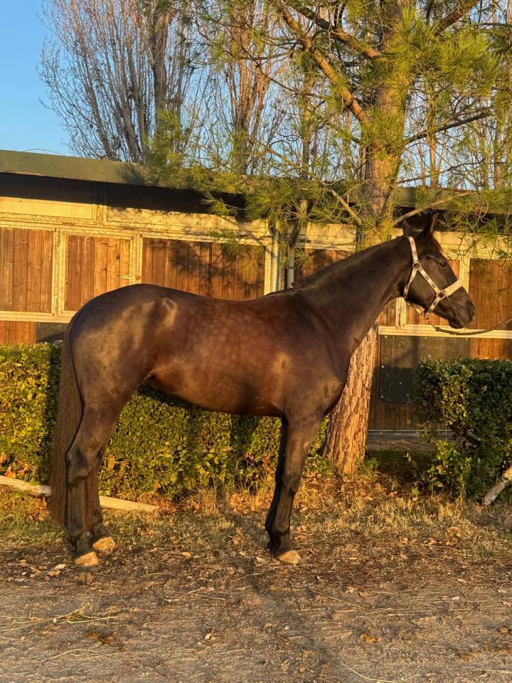 Cavalla da dressage in vendita