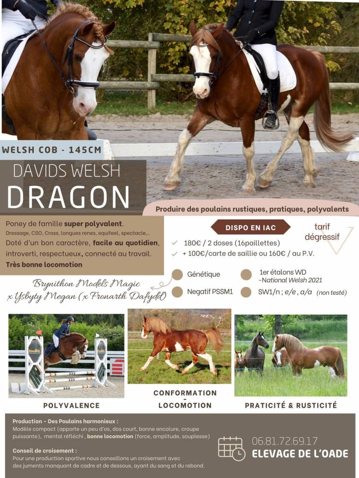 davids welsh dragon - Welsh Poney (Sezione D), Welsh Cob  2013 ,  Brynithon Models Magic