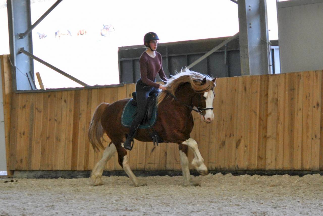 davids welsh dragon - Welsh Poney (Sezione D), Welsh Cob  2013 ,  Brynithon Models Magic