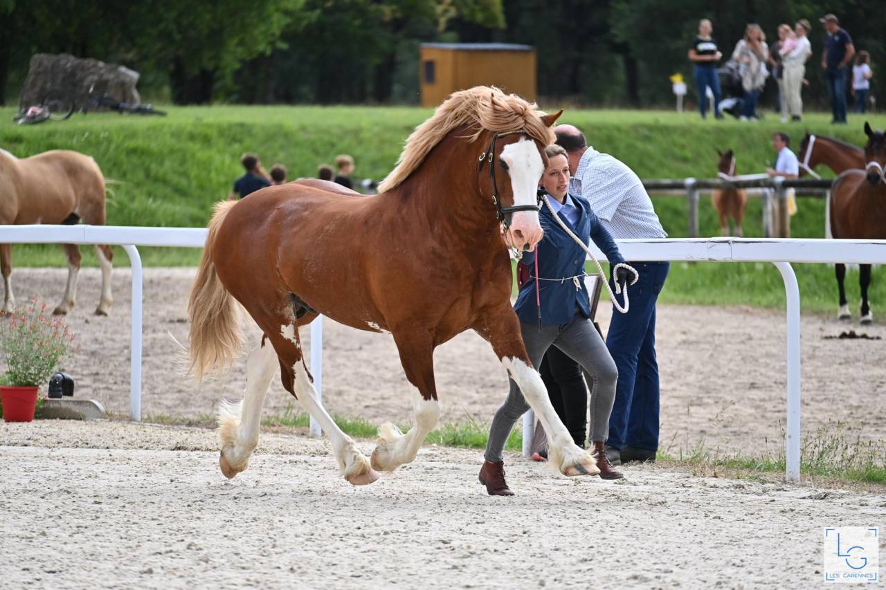 davids welsh dragon - Welsh Poney (Sezione D), Welsh Cob  2013 ,  Brynithon Models Magic