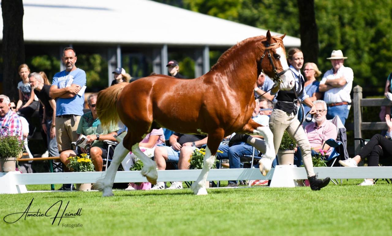 davids welsh dragon - Welsh Poney (Sezione D), Welsh Cob  2013 ,  Brynithon Models Magic