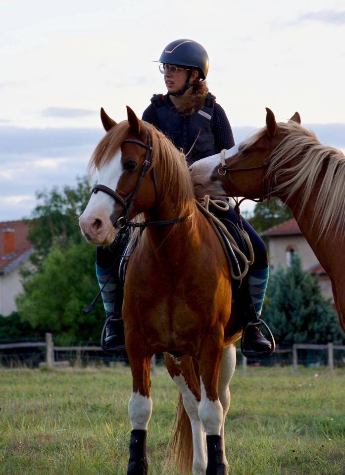 davids welsh dragon - Welsh Poney (Sezione D), Welsh Cob  2013 ,  Brynithon Models Magic