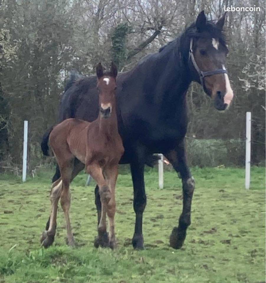 Fattrice Trottatore Francese In vendita 2012 Baio scuro ,  Repeat Love