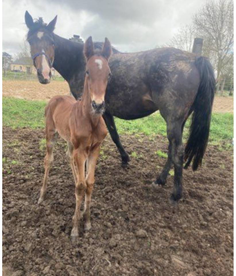 Fattrice Trottatore Francese In vendita 2012 Baio scuro ,  Repeat Love