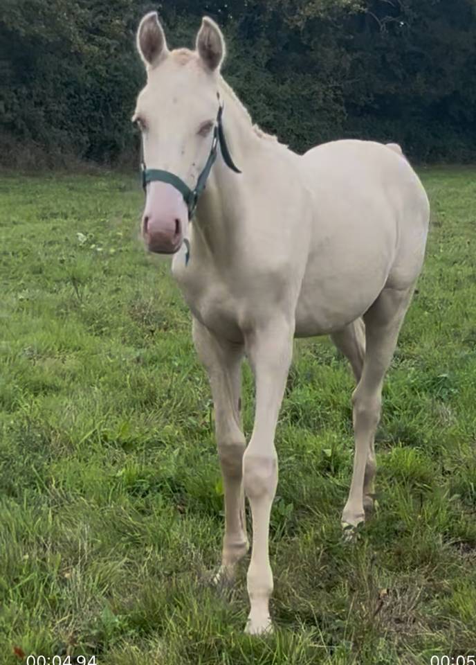 Puledro Origine non conosciuta  In vendita 2025 Crema ,  Pablo du chalet