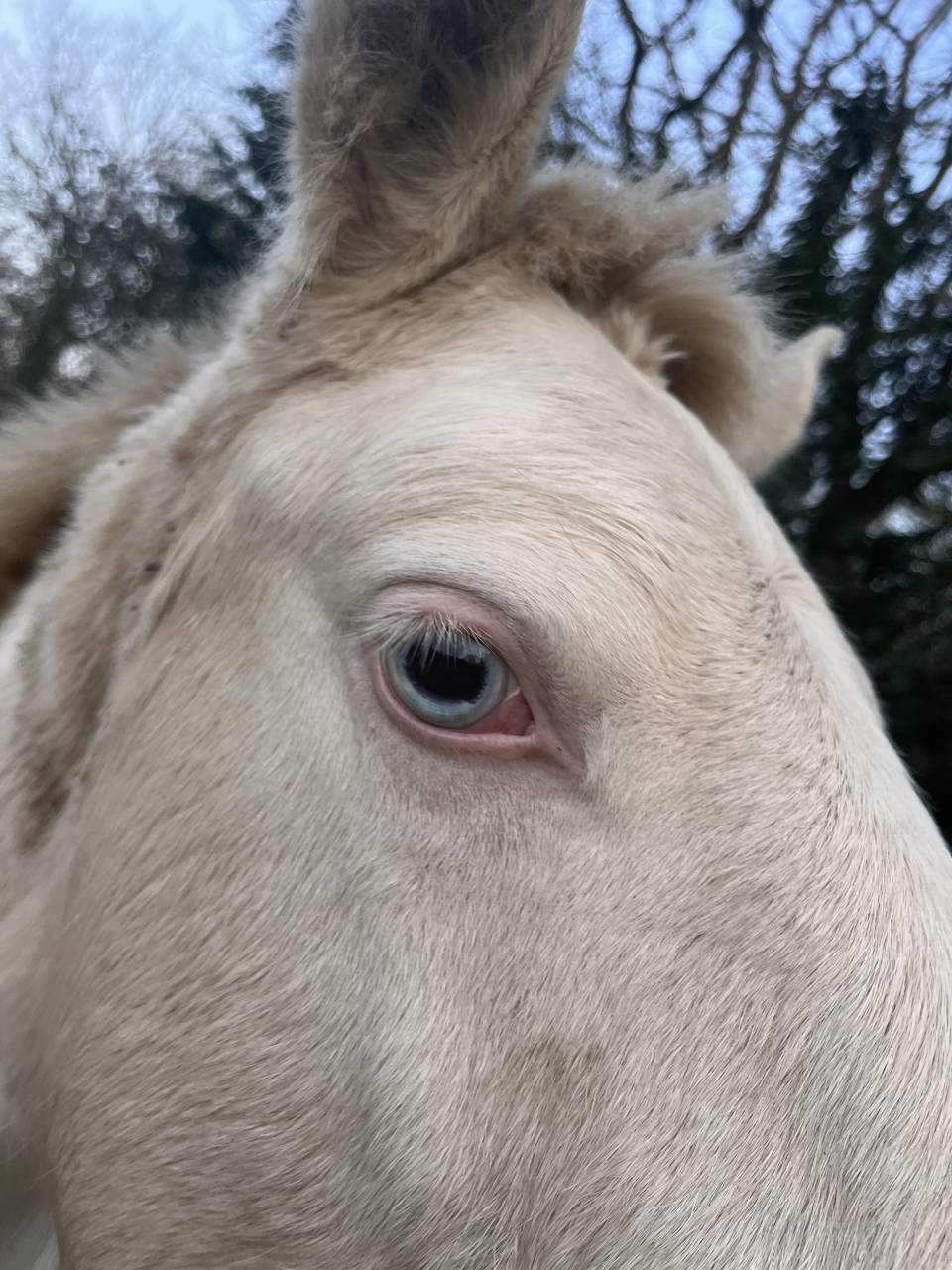 Puledro Origine non conosciuta  In vendita 2025 Crema ,  Pablo du chalet