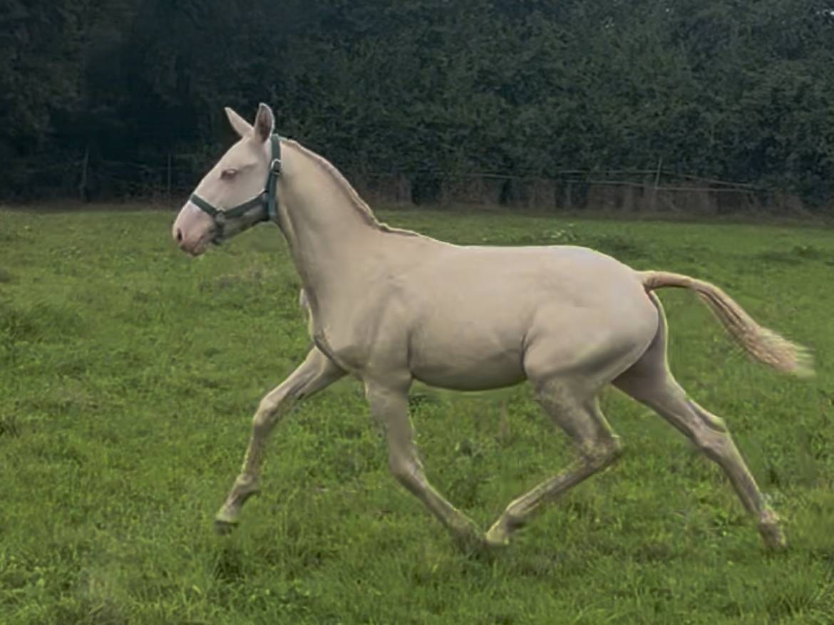 Puledro Origine non conosciuta  In vendita 2025 Crema ,  Pablo du chalet