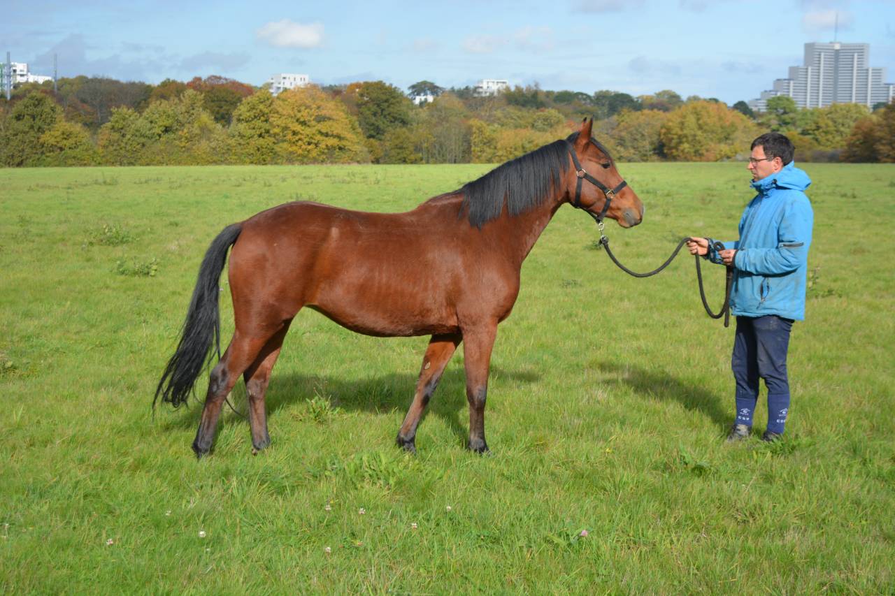 Cavalla Origine non conosciuta  In vendita 2021 Baio
