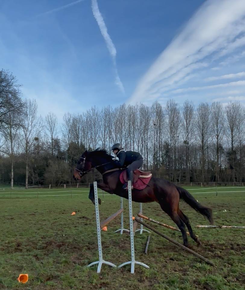 Castrone AQPS Mezza-Pensione 2021 Baio scuro