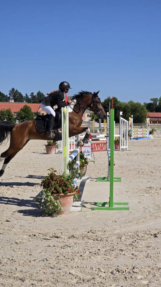 Cavalla Altre Razze di Pony In vendita 2014 Altro colore