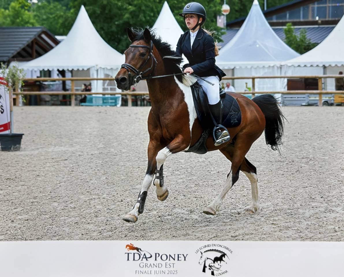 Cavalla Altre Razze di Pony In vendita 2014 Altro colore