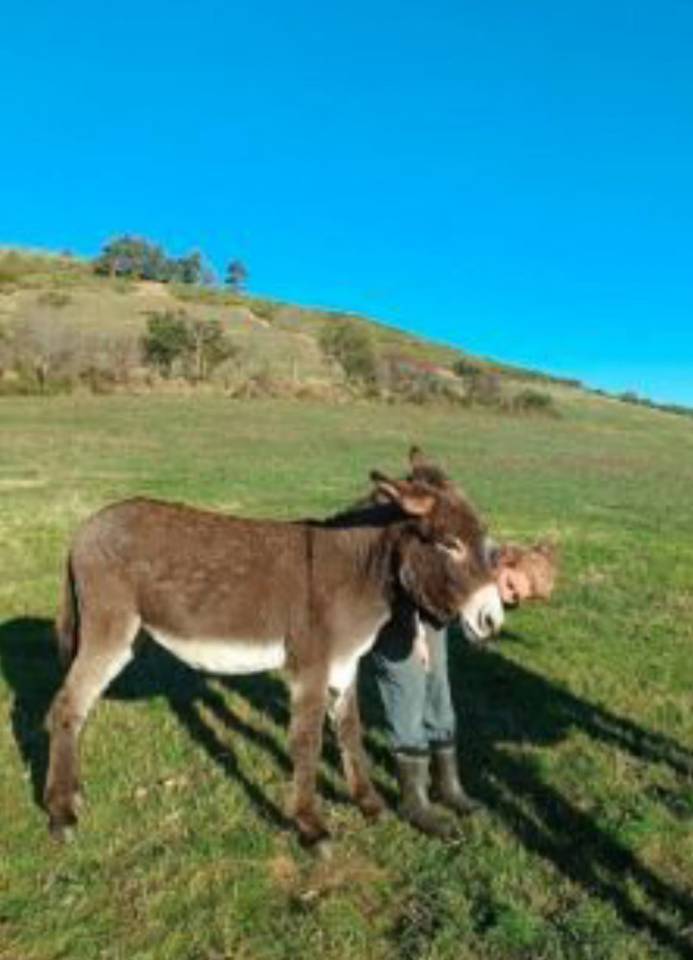 Asno Altre Razze di Asini In vendita 2021 Baio