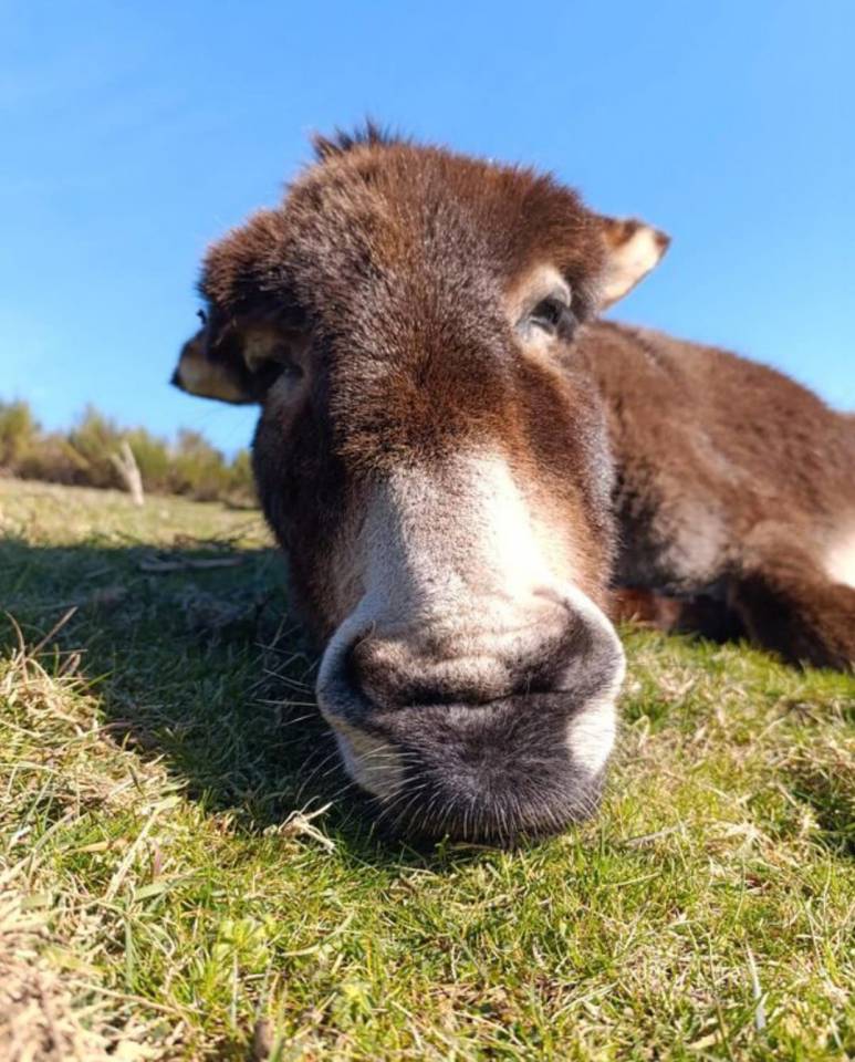 Asno Altre Razze di Asini In vendita 2021 Baio