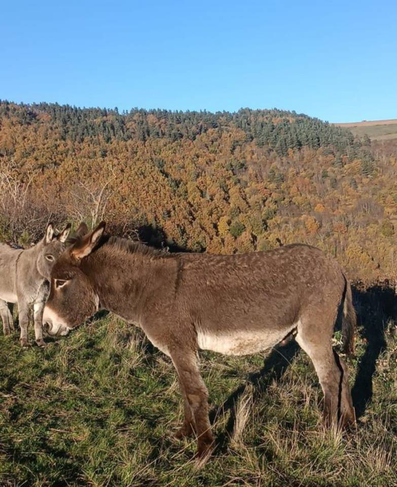 Asno Altre Razze di Asini In vendita 2021 Baio