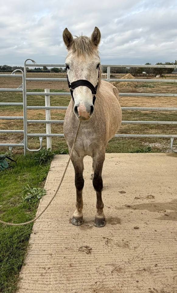 Castrone Camargue In vendita 2023 Grigio ,  ARSELLI DES BRUS