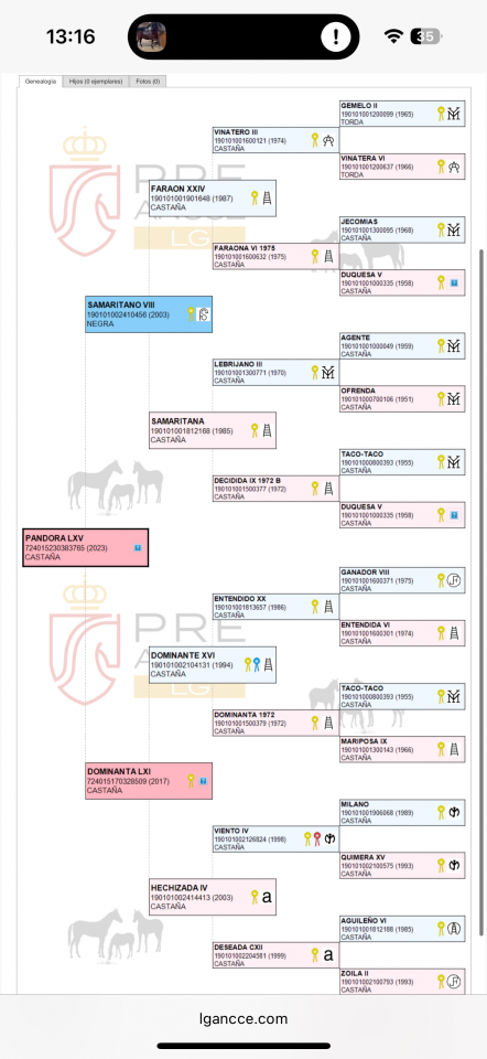 Cavalla PRE Andaluso In vendita 2023 Baio ,  SAMARITANO VIII