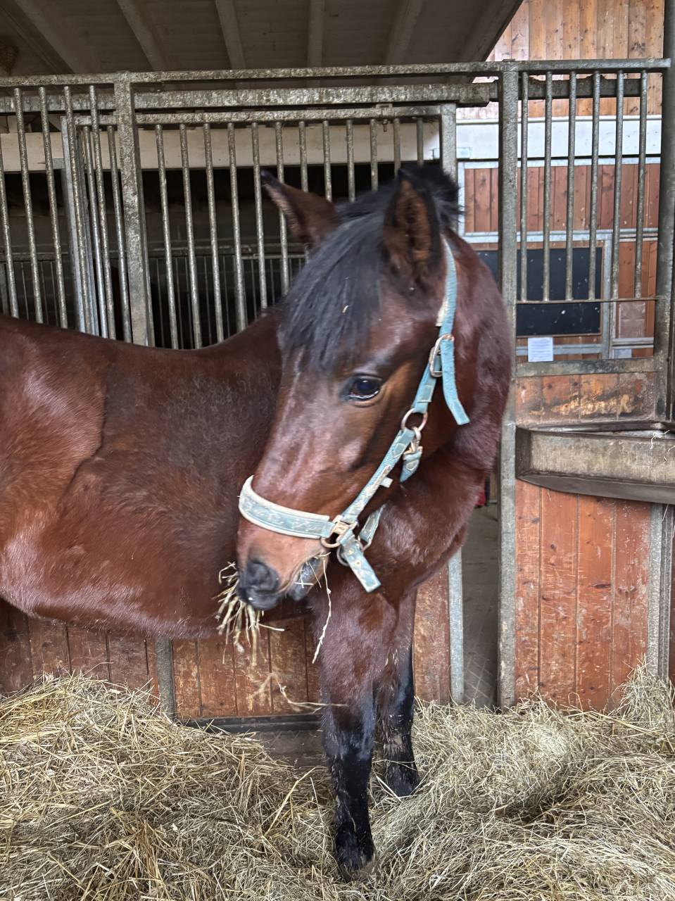 Cavalla PRE Andaluso In vendita 2023 Baio ,  SAMARITANO VIII