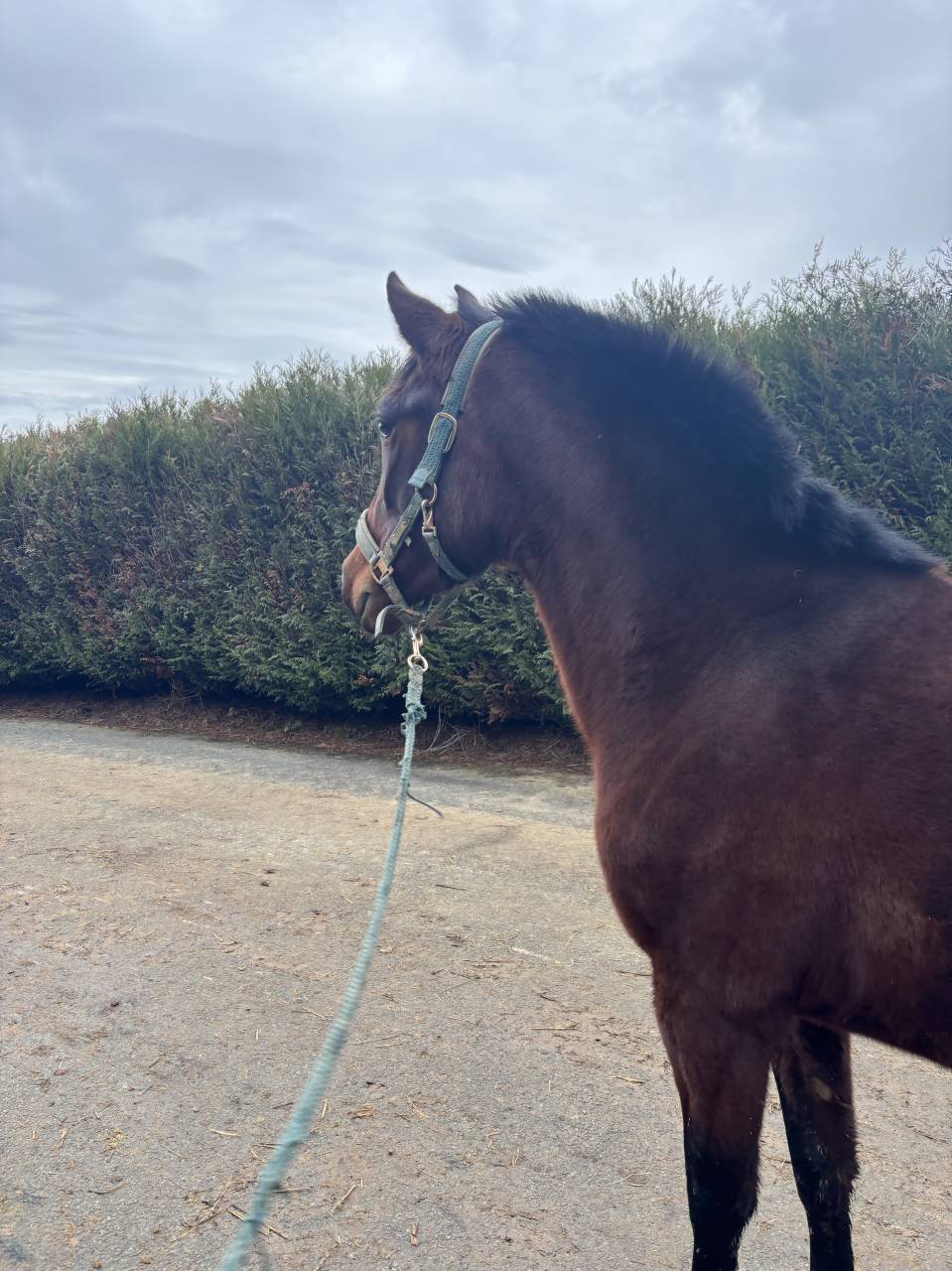 Cavalla PRE Andaluso In vendita 2023 Baio ,  SAMARITANO VIII