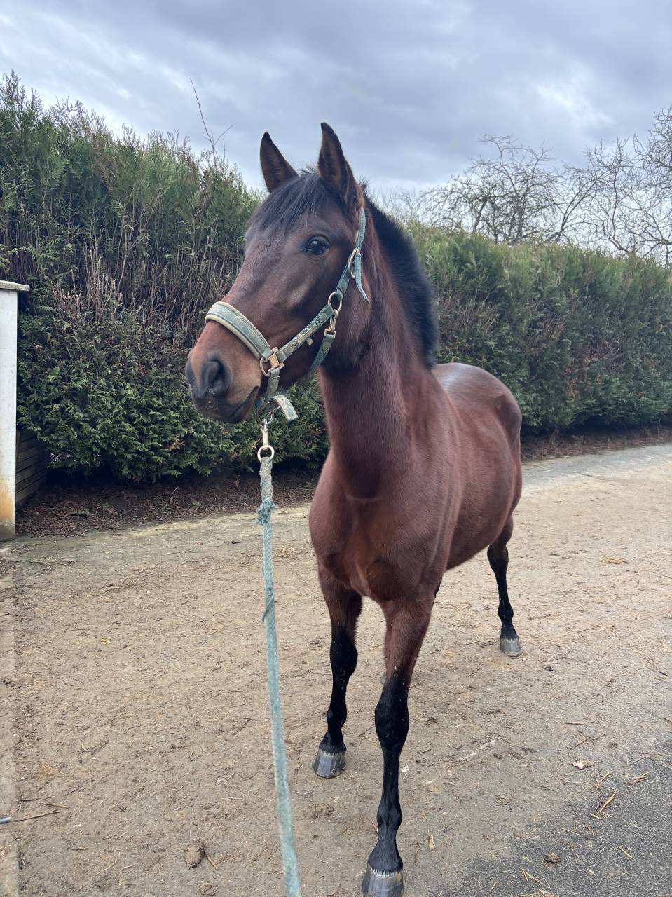 Cavalla PRE Andaluso In vendita 2023 Baio ,  SAMARITANO VIII