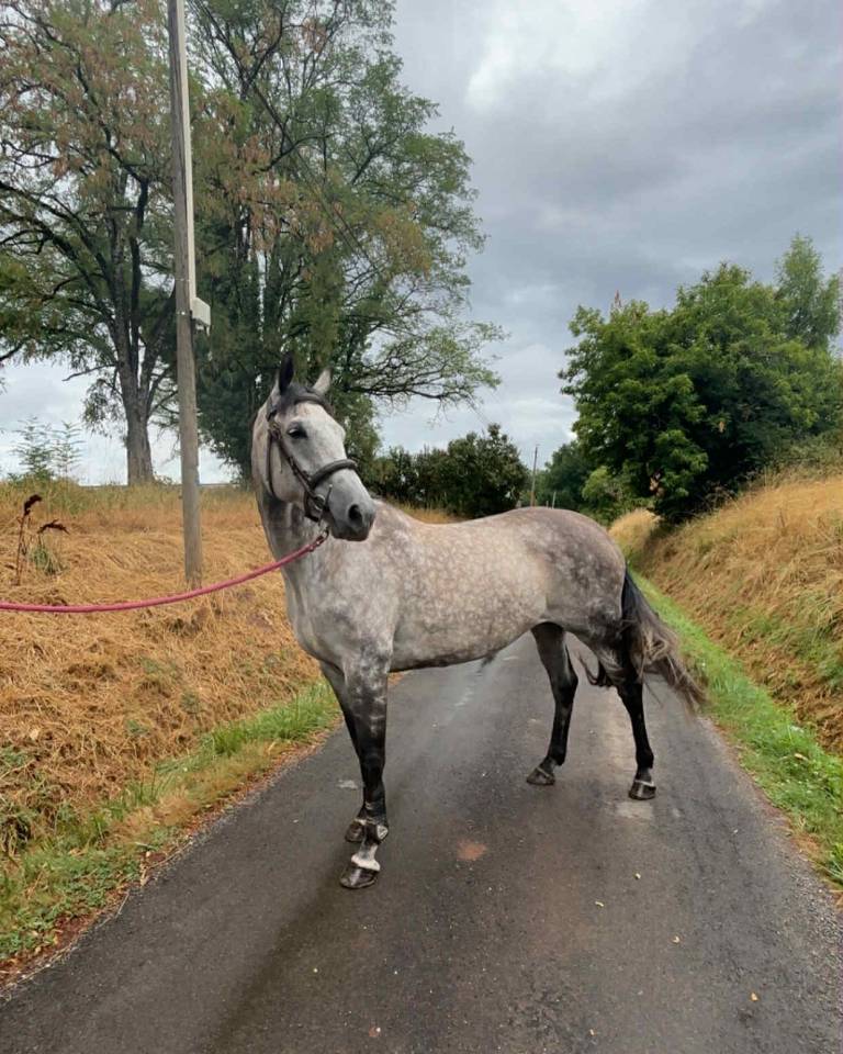 Cavalla KWPN Cavallo da Sport Neerlandese In vendita 2016 Grigio ,  Durango vdl