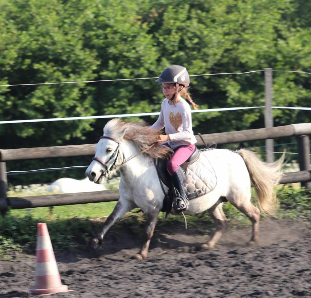 Cavalla Origine non conosciuta  In vendita 2012 Grigio