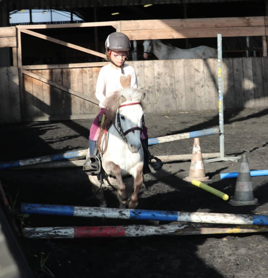 Cavalla Origine non conosciuta  In vendita 2012 Grigio