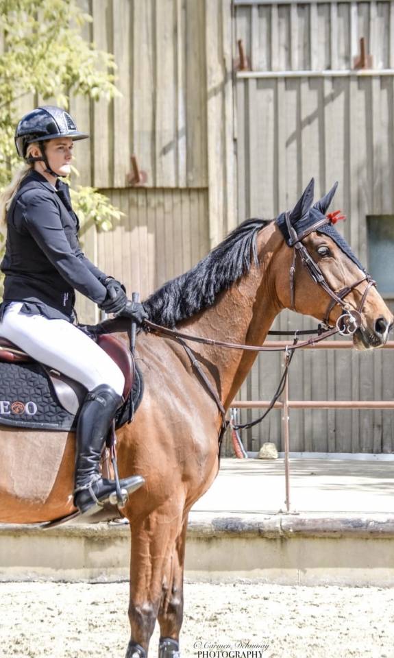 Cavalla Oldenburger In vendita 2015 Baio