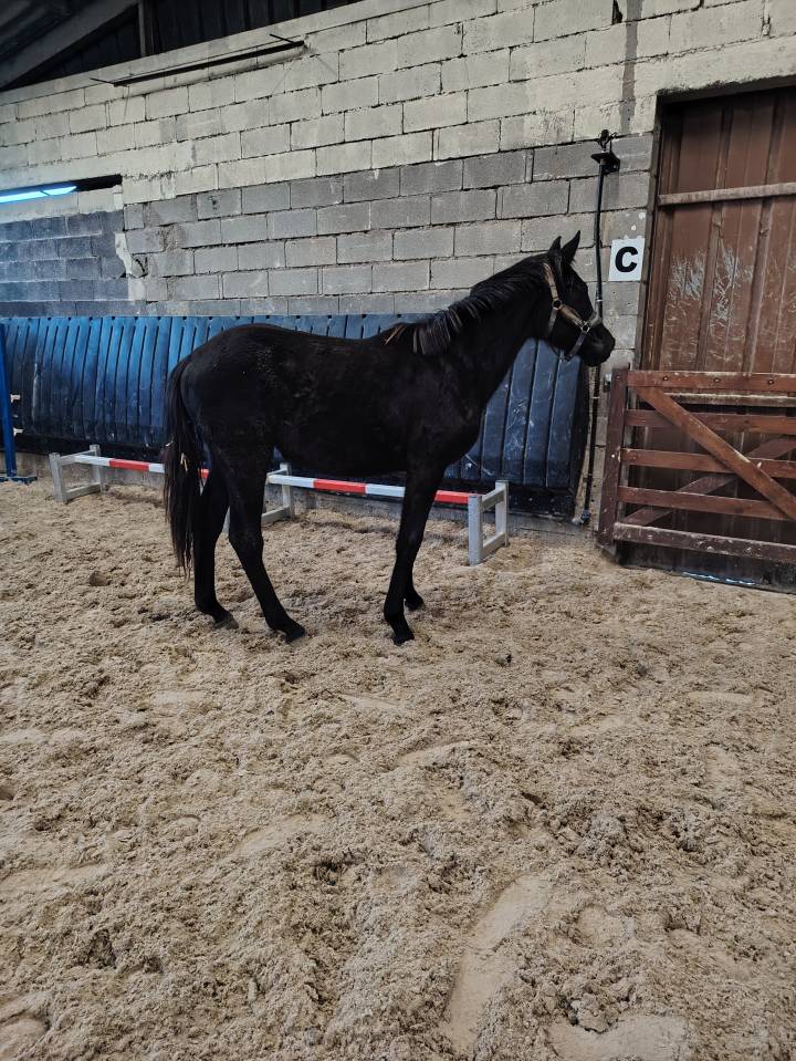 Puledra sBs Cavallo da Sport Belgio In vendita 2024 Nero ,  D humbra de la hart