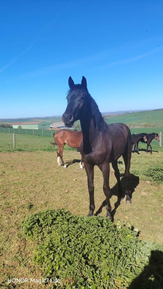 Puledra sBs Cavallo da Sport Belgio In vendita 2024 Nero ,  D humbra de la hart