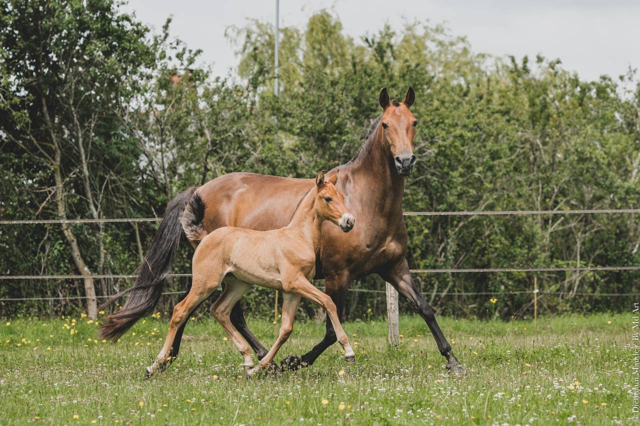 Fattrice Lusitano In vendita 2006 Baio ,  VALSEUR RBO