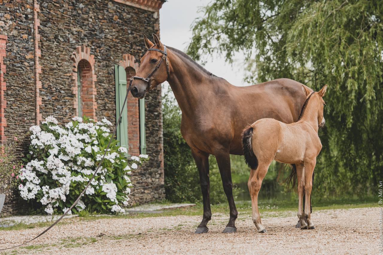 Fattrice Lusitano In vendita 2006 Baio ,  VALSEUR RBO