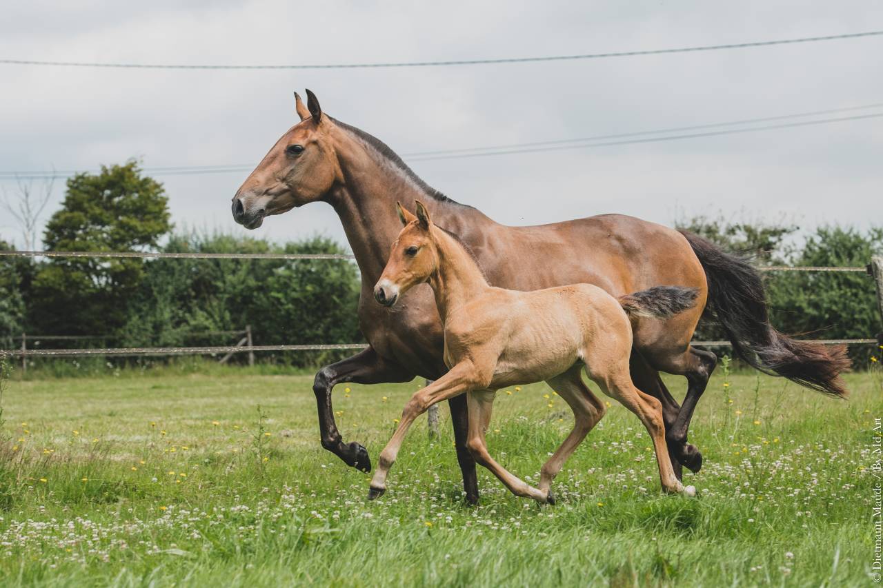 Fattrice Lusitano In vendita 2006 Baio ,  VALSEUR RBO