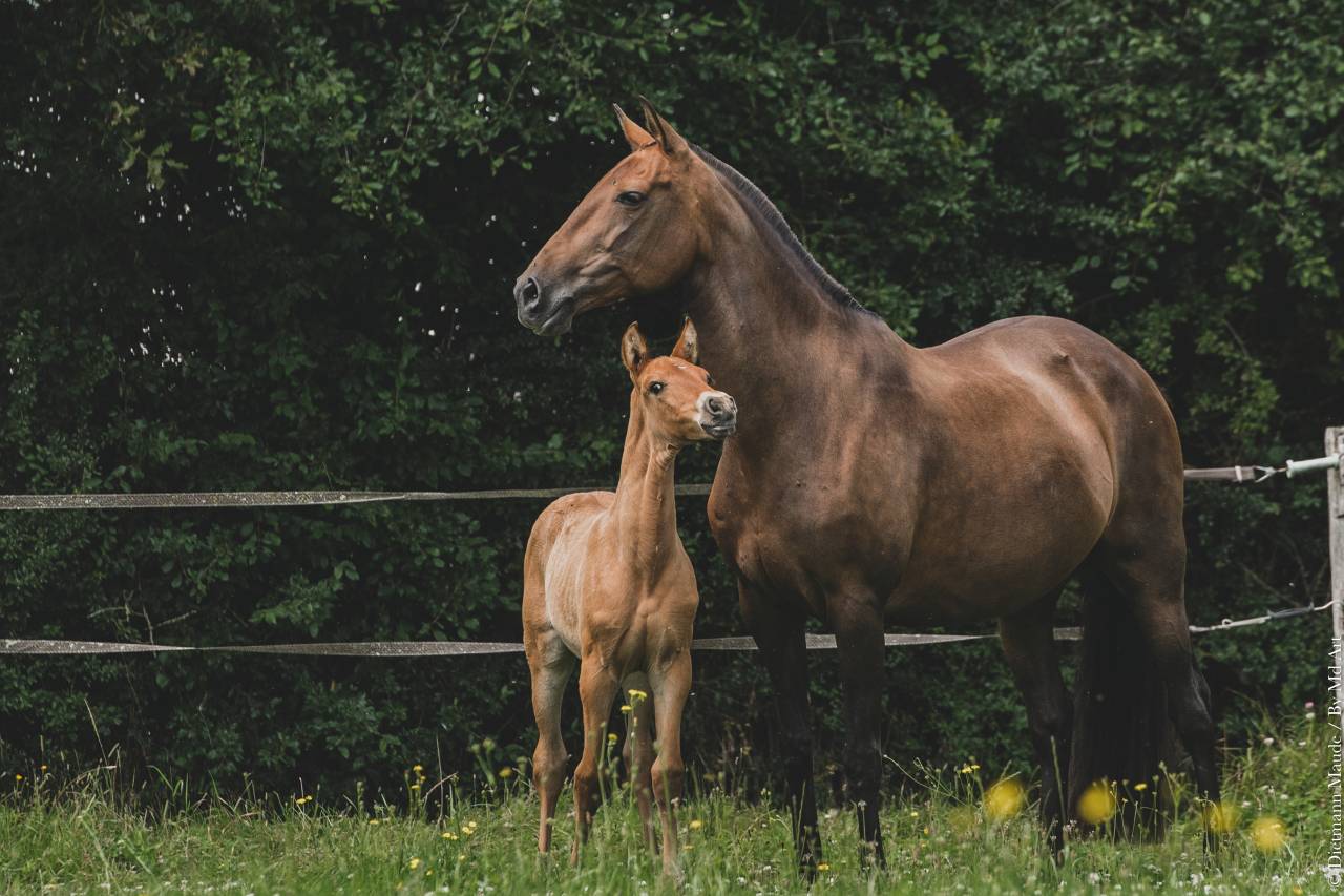 Fattrice Lusitano In vendita 2006 Baio ,  VALSEUR RBO