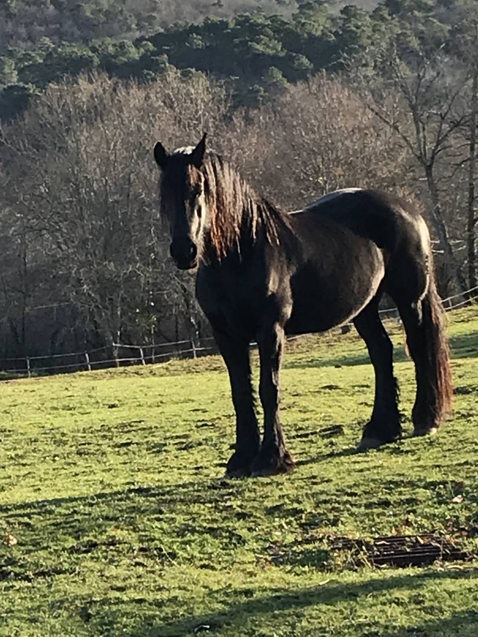 Cavalla Frisone In vendita 2014 Nero