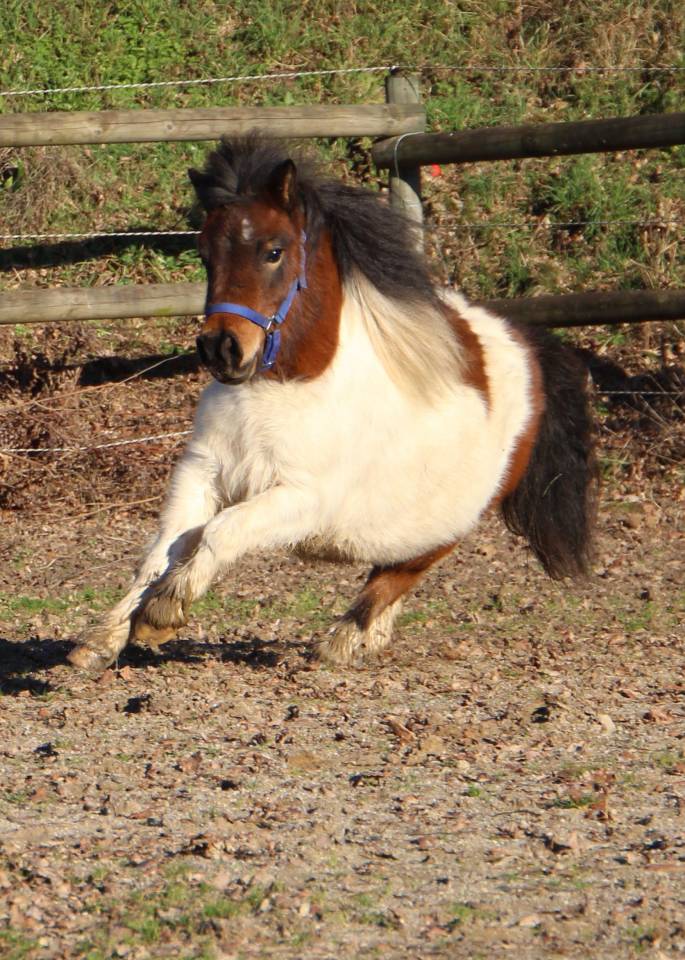 Puledra Shetland In vendita 2024 Pezzato ,  HIP HIP HIP DES ISLES