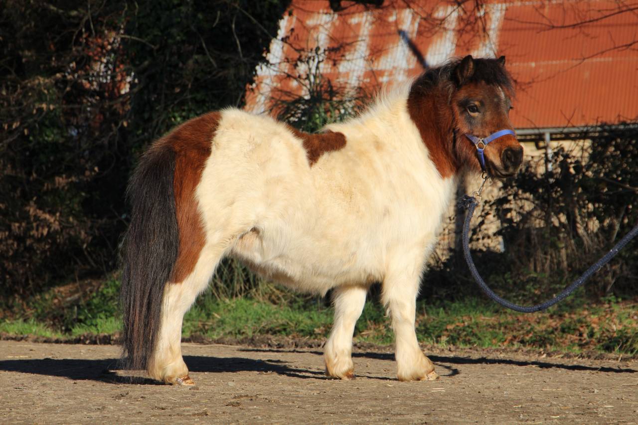 Puledra Shetland In vendita 2024 Pezzato ,  HIP HIP HIP DES ISLES