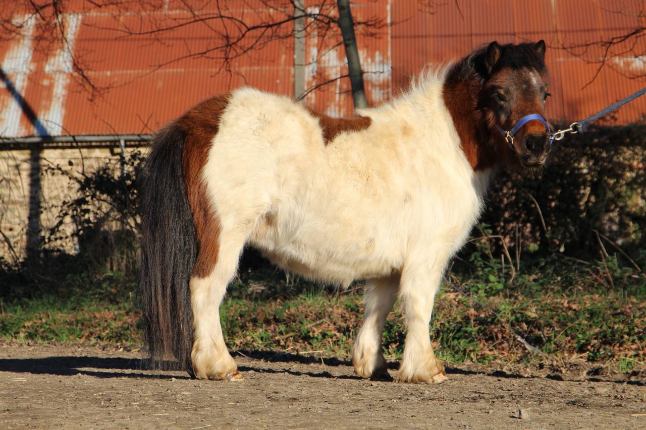 Puledra Shetland In vendita 2024 Pezzato ,  HIP HIP HIP DES ISLES