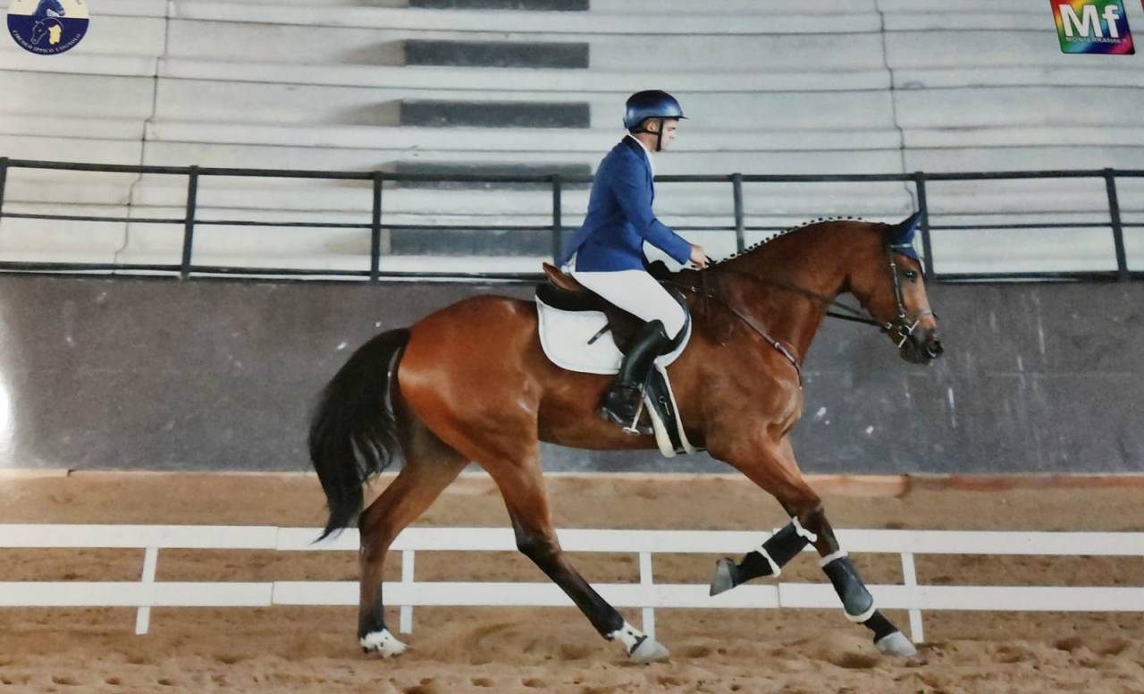 vendo cavallo Garco S.I. da sport equestri