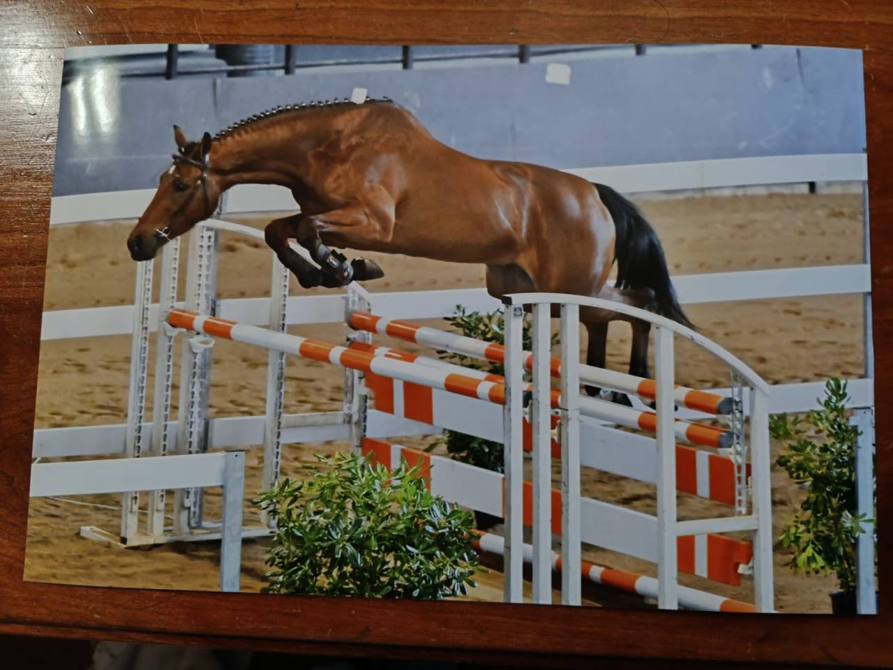 vendo cavallo Garco S.I. da sport equestri