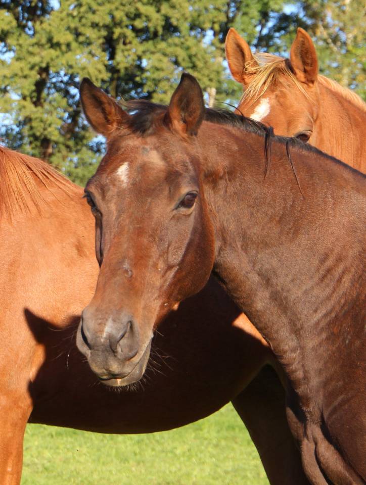 Fattrice Sella Francese In vendita 2011 Baio scuro