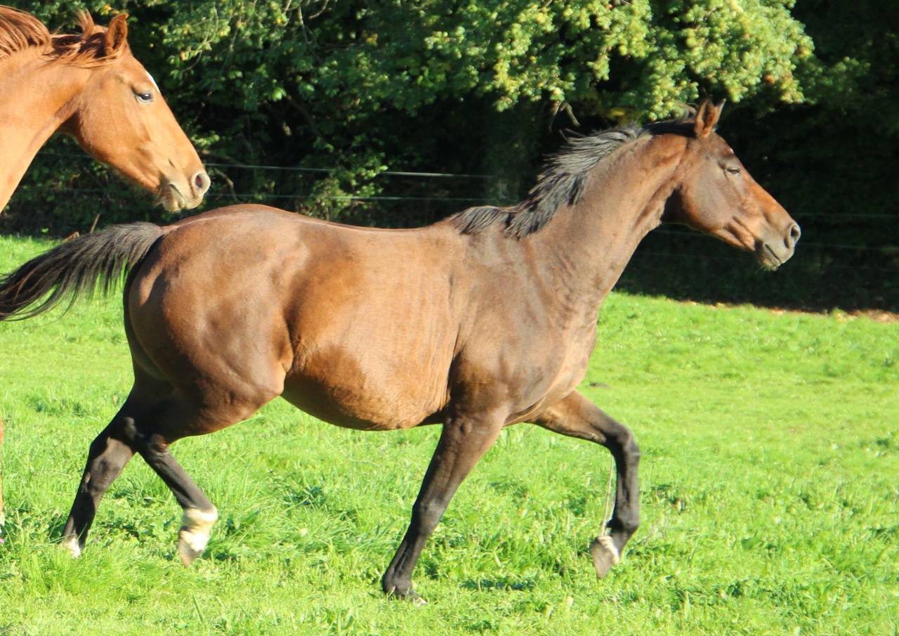 Fattrice Sella Francese In vendita 2011 Baio scuro