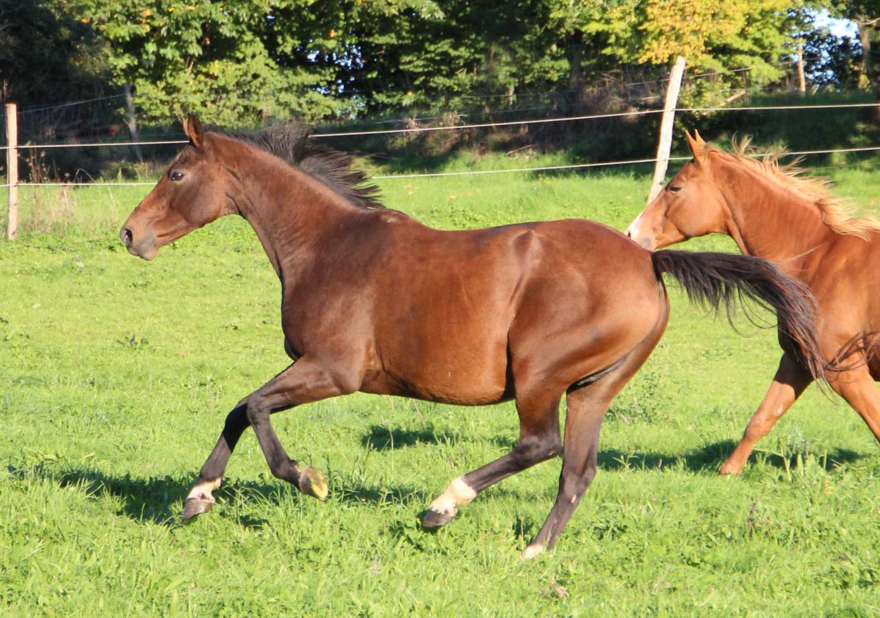 Fattrice Sella Francese In vendita 2011 Baio scuro