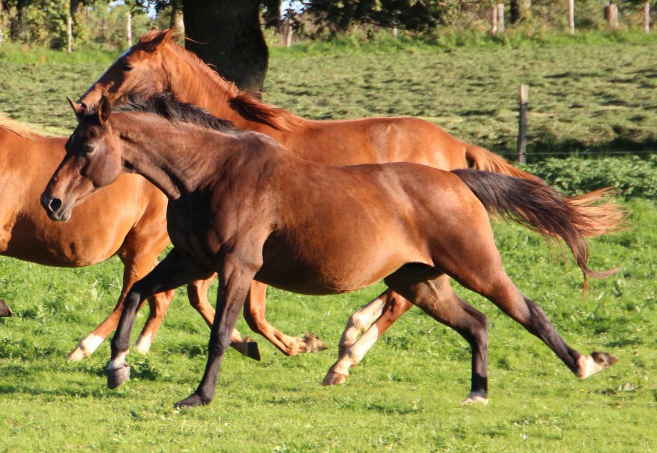 Fattrice Sella Francese In vendita 2011 Baio scuro