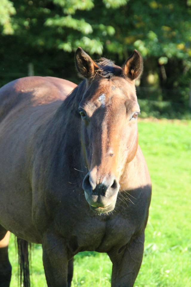 Fattrice Sella Francese In vendita 2011 Baio scuro