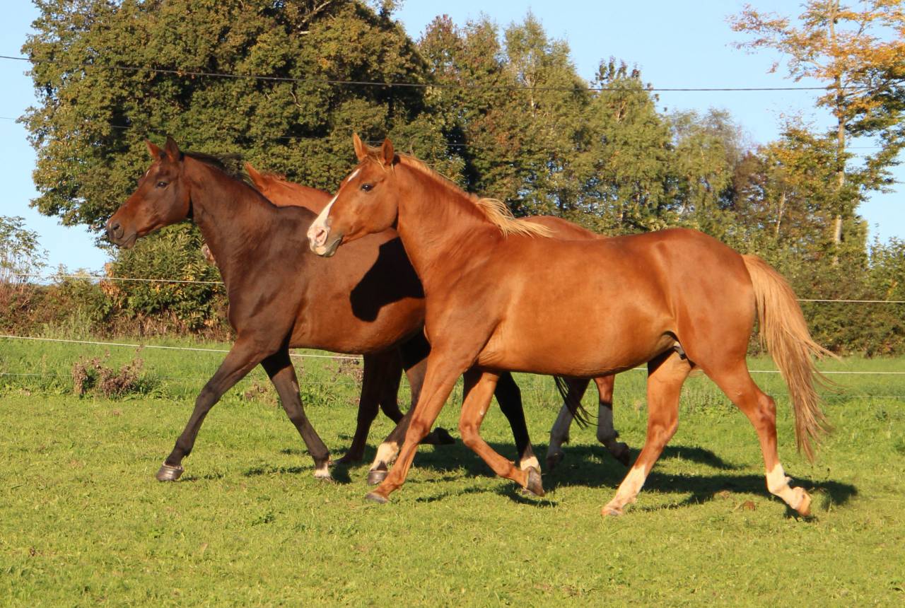 Fattrice Anglo-Arabo In vendita 2014 Crine lavato